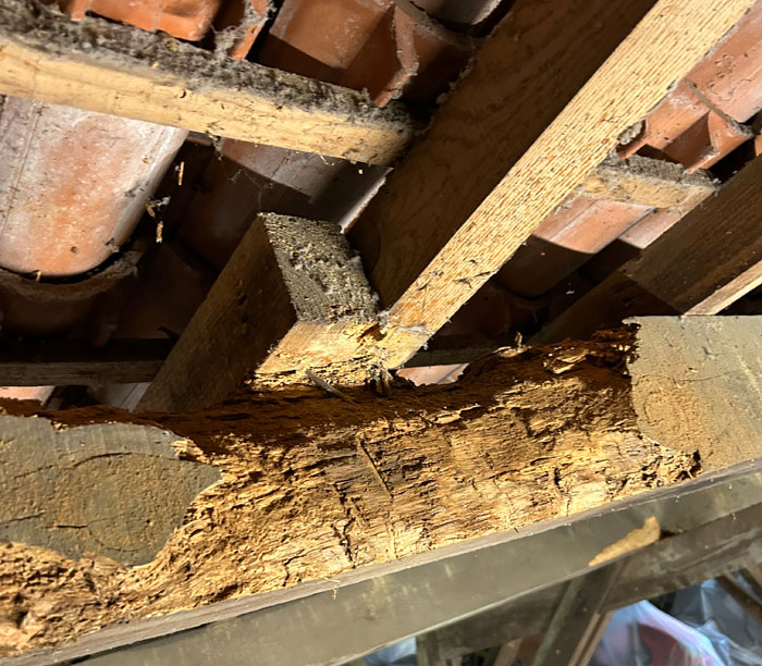 Traitement de termites à Mont-de-Marsan